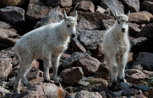 Baby Mountain Goat Kids - Colorado Rocky Mountains