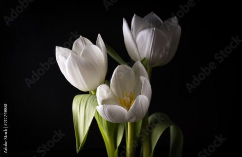 Fototapeta Naklejka Na Ścianę i Meble -  White Tulip