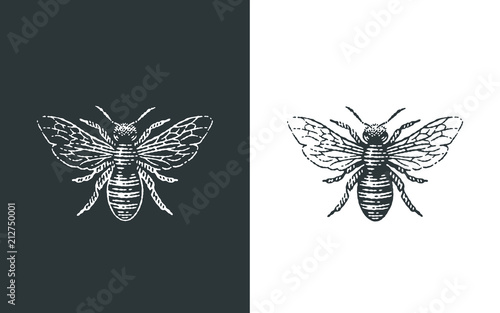 Fotobehang Honey bee logo. Hand drawn engraving style illustrations.