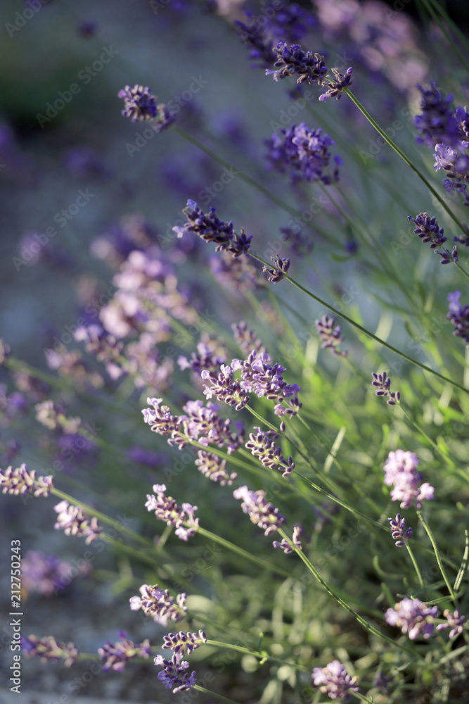 Echter Lavendel oder Schmalblättriger Lavendel (Lavandula angustifolia ...