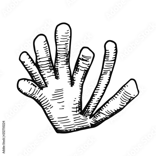 algae hand drawing vector isolated sea plants