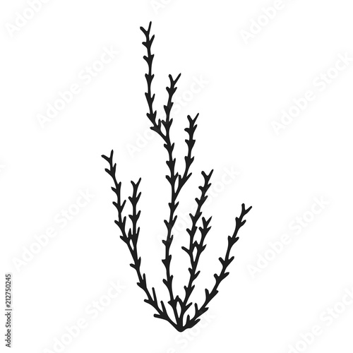Fototapeta Naklejka Na Ścianę i Meble -  algae silhouette drawing. vector marine plants