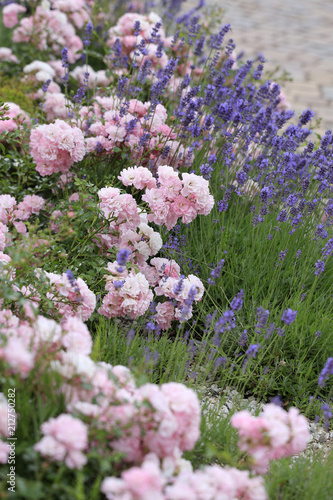 Rosen mit Lavendel im Blumenbeet photo