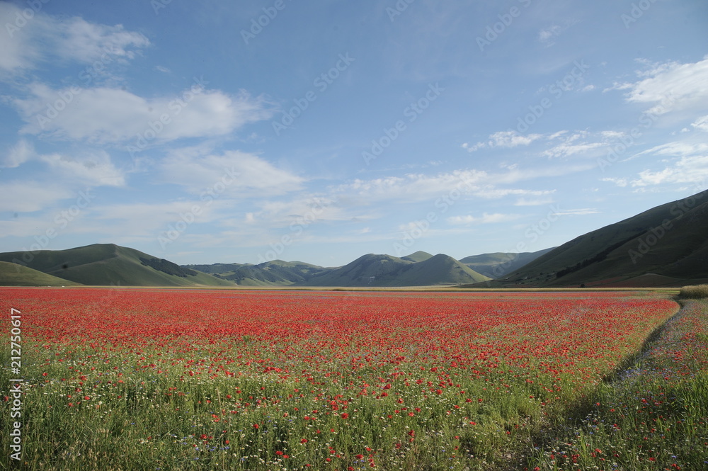 Symphony of natural colors. The summer flowering of Castelluccio di norcia
