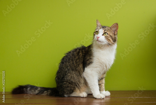 cat woman sitting on a bench on backdrop of green background