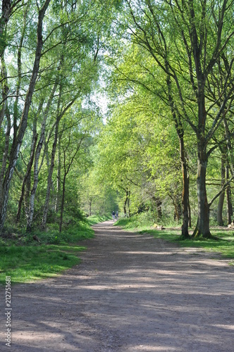 A walk through sherwood forest 