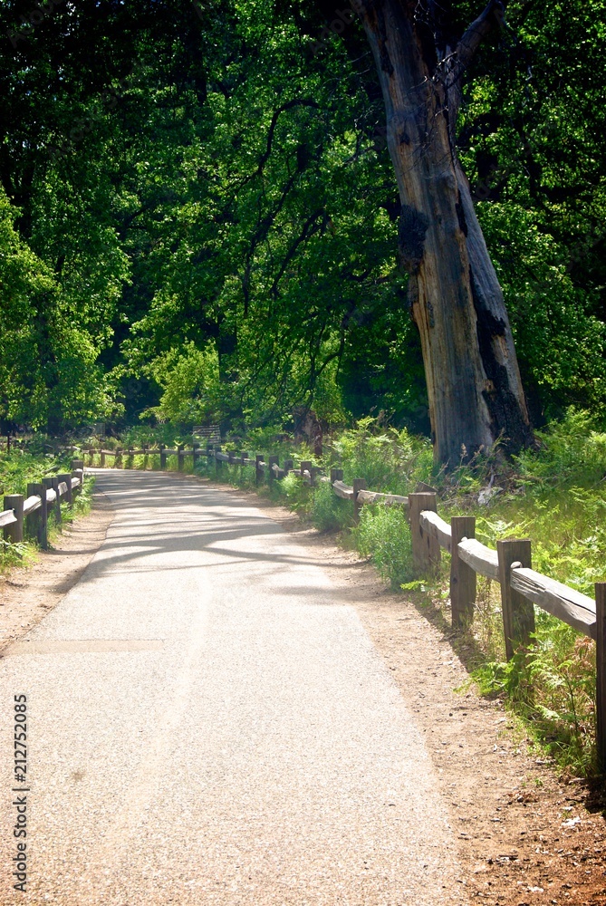 woods path