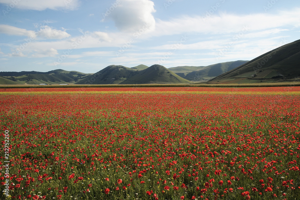 Symphony of natural colors. The summer flowering of Castelluccio di norcia