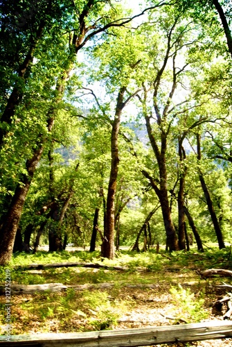 forest trees