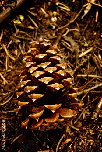 pinecones