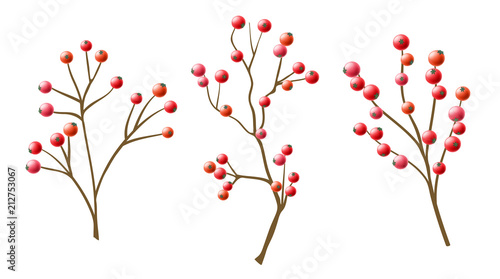 Red berry with branch collection. Vector illustration isolated on white for autumn and winter design
