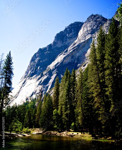 tall trees and mountains