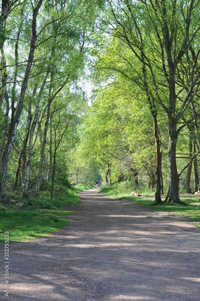 A path through Sherwood Forest A path through Sherwood Forest
