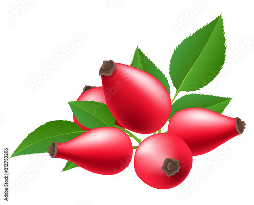 Red rose hip berry with green leaf. Vector illustration isolated on white, for autumn and nature related design