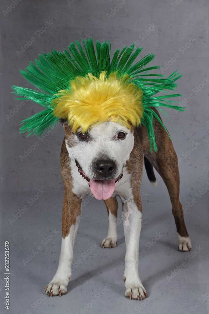 chien de race american Staffordshire terrier avec perruque punk Stock Photo  | Adobe Stock