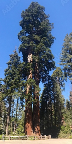 sequoia