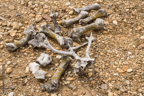 Many dry bones of animals in desert  photo