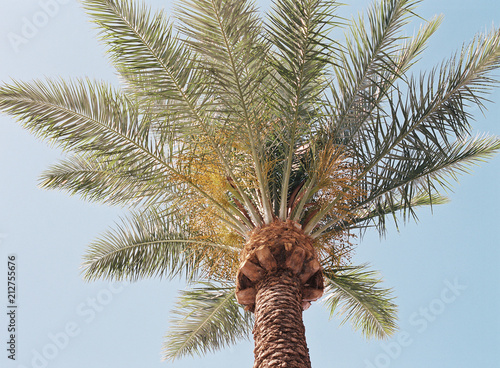 Palm Tree At Vegas Airport
