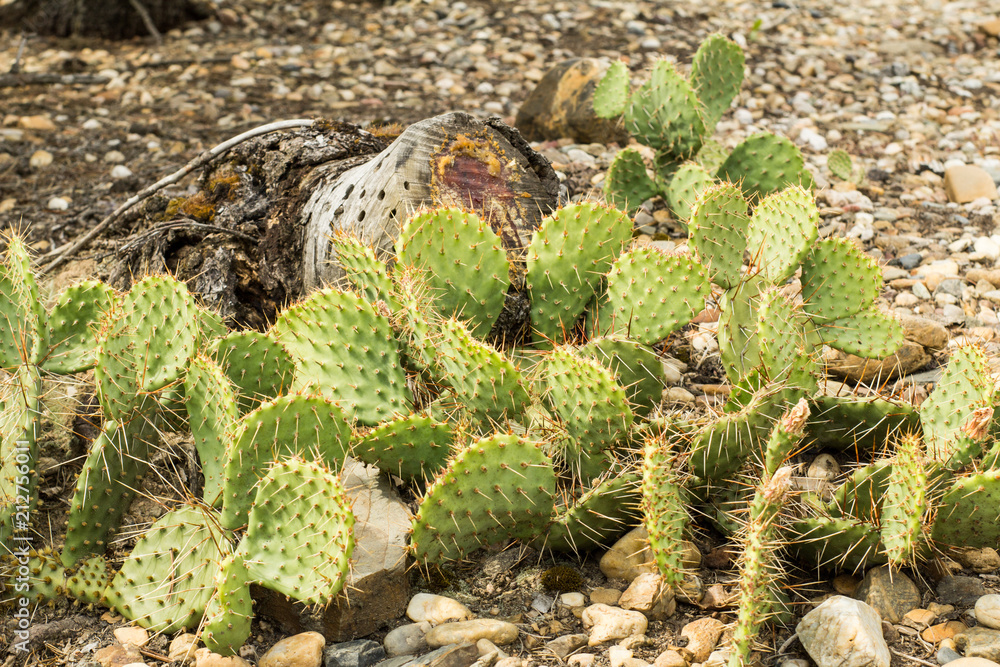 succulents in a natural habitat, cactus in desert outdoors succulents in a natural habitat, cactus in desert outdoors