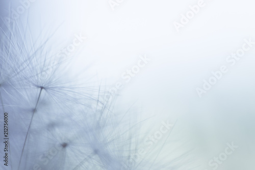 dandelion seeds on a blue background with copy space close-up