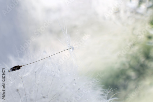 Fototapeta Naklejka Na Ścianę i Meble -  a drop of water on a dandelion. dandelion on a blue background with  copy space close-up