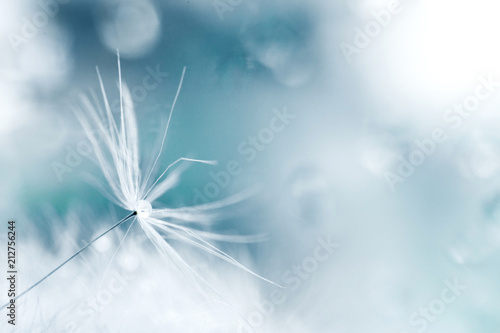 a drop of water on a dandelion.dandelion seed on a blue background with  copy space close-up