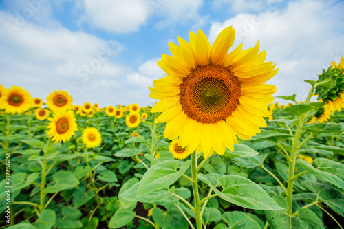 Sunflowers summer nature landscape