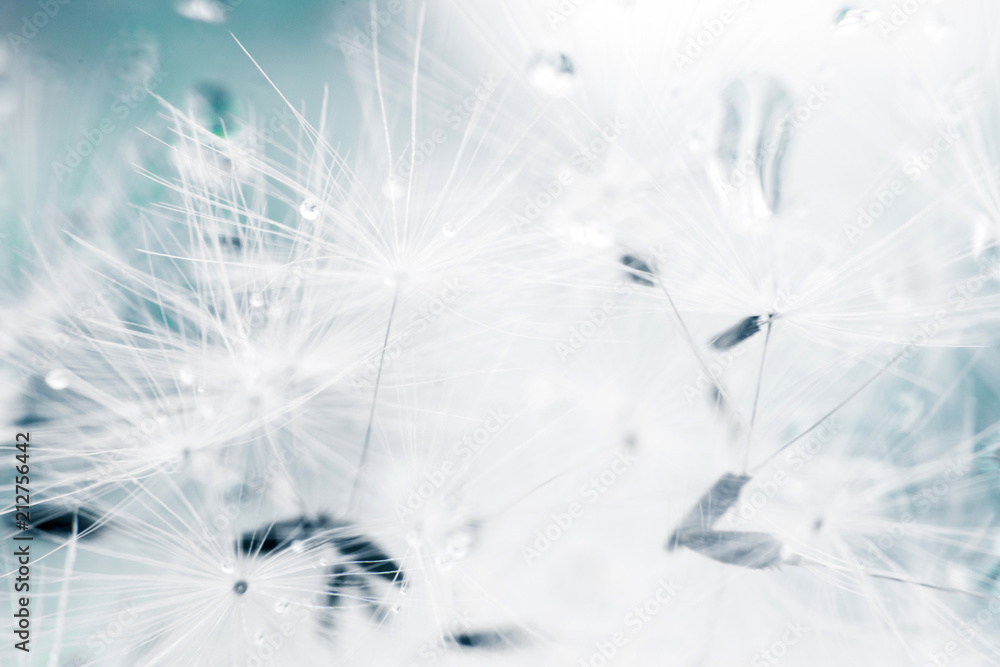 Fototapeta premium dandelion seeds with drops of water on a blue background close-up