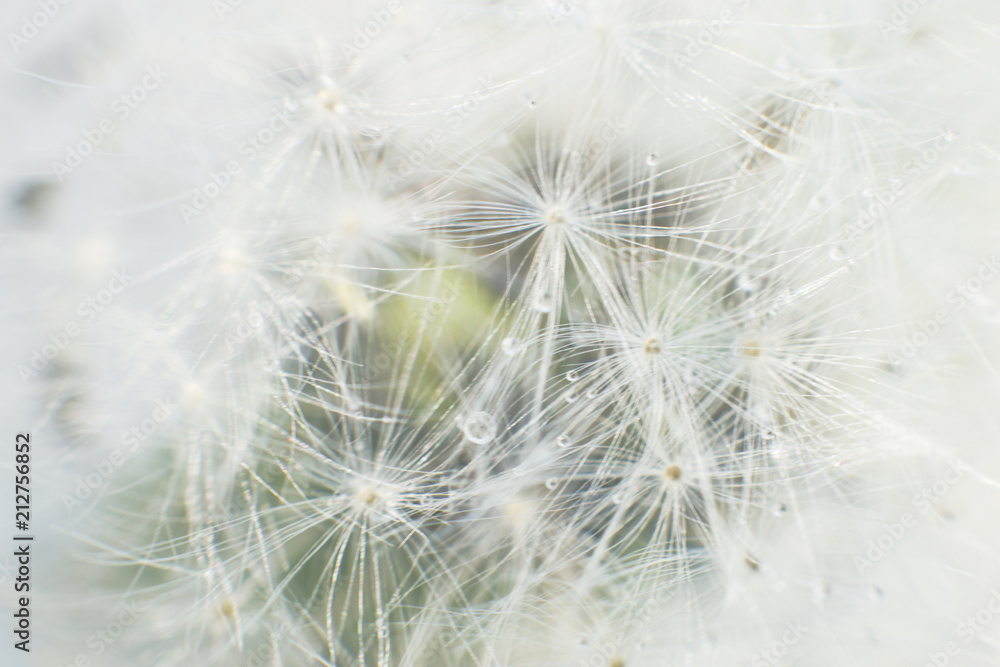 Fototapeta premium dandelion seeds with drops of water on a white background close-up