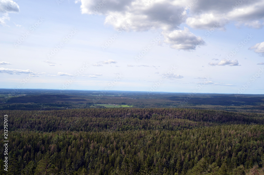 A deep green forest in Norway
