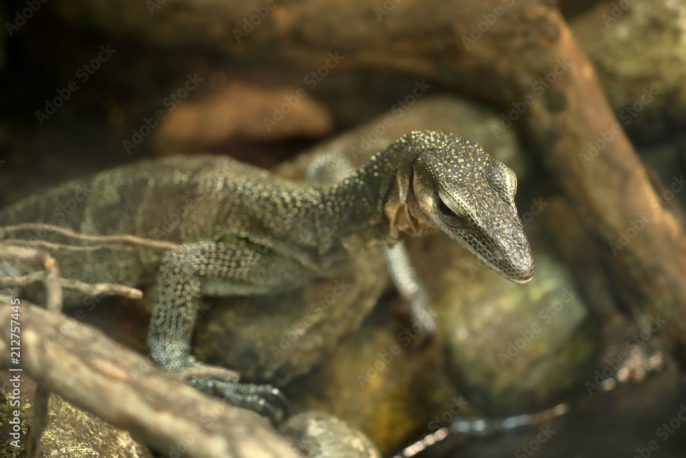 Naklejka premium Sepik Waran 