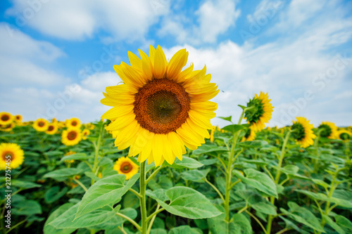 Sunflowers summer nature landscape