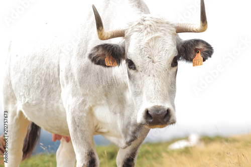 Vache dans un champs en montagne