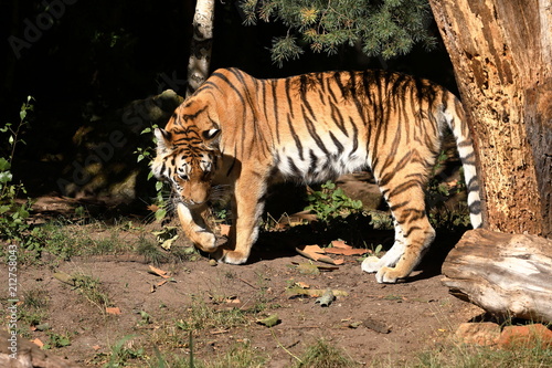 Fototapeta Naklejka Na Ścianę i Meble -  Der Sibirische Tiger 