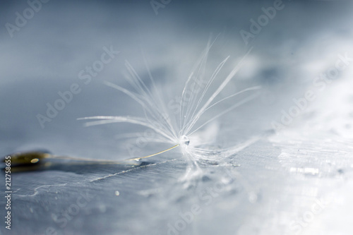 Fototapeta Naklejka Na Ścianę i Meble -  a drop of water on a dandelion.dandelion seed on a blue background with  copy space close-up