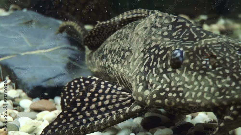 Aquarium fish catfish. Nature background Aquarium fish catfish. Nature background