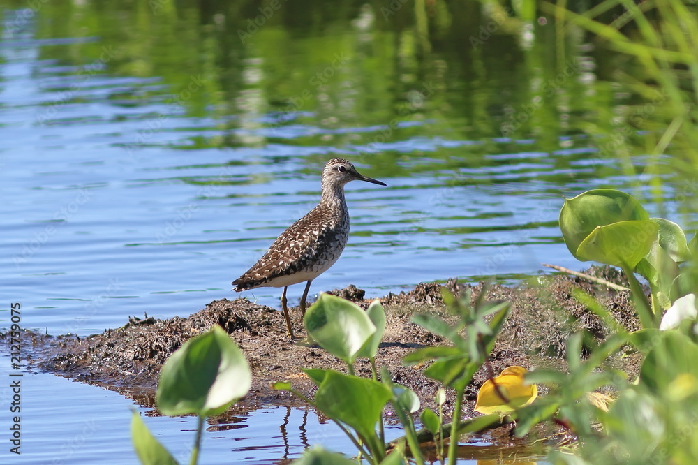 Tringa glareola. Bird Sunny day on the Yamal Peninsula Tringa glareola. Bird Sunny day on the Yamal Peninsula