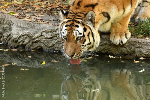 Fototapeta Naklejka Na Ścianę i Meble -  Der Sibirische Tiger 