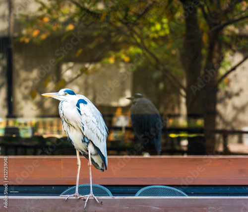 The heron stands in the background of the window, Kyoto, Japan. Copy space for text. © ggfoto