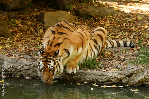 Fototapeta Naklejka Na Ścianę i Meble -  Der Sibirische Tiger 
