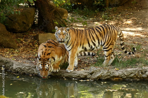 Fototapeta Naklejka Na Ścianę i Meble -  Der Sibirische Tiger 