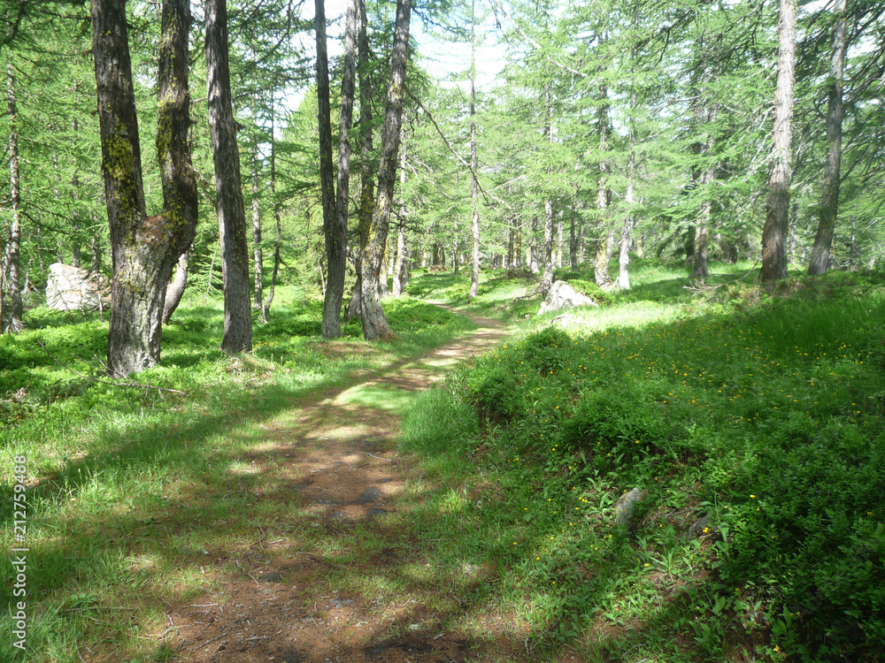 Fototapeta premium a path trail on a forest on Italian alps