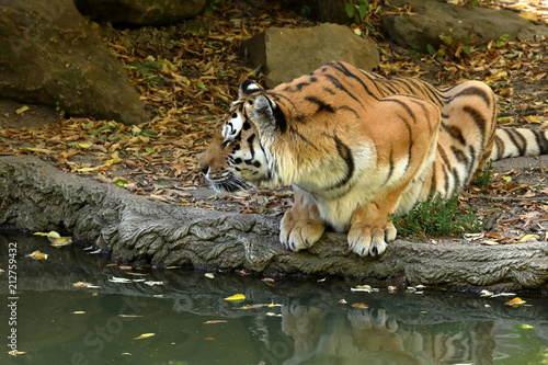 Fototapeta Naklejka Na Ścianę i Meble -  Der Sibirische Tiger 