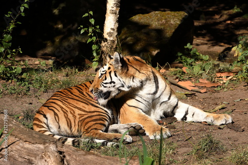 Fototapeta Naklejka Na Ścianę i Meble -  Der Sibirische Tiger 