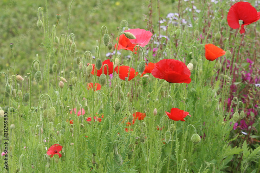 Fototapeta premium Mohnblumen in einerf Wiese