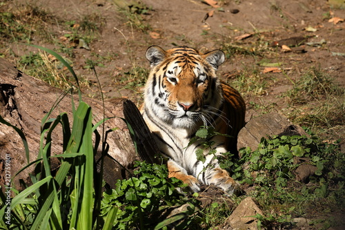 Fototapeta Naklejka Na Ścianę i Meble -  Der Sibirische Tiger 