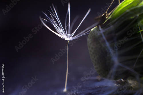 Fototapeta Naklejka Na Ścianę i Meble -  a drop of water on a dandelion. dandelion on a blue dark background with  copy space close-up