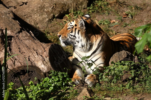 Fototapeta Naklejka Na Ścianę i Meble -  Der Sibirische Tiger 