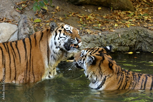 Fototapeta Naklejka Na Ścianę i Meble -  Der Sibirische Tiger 