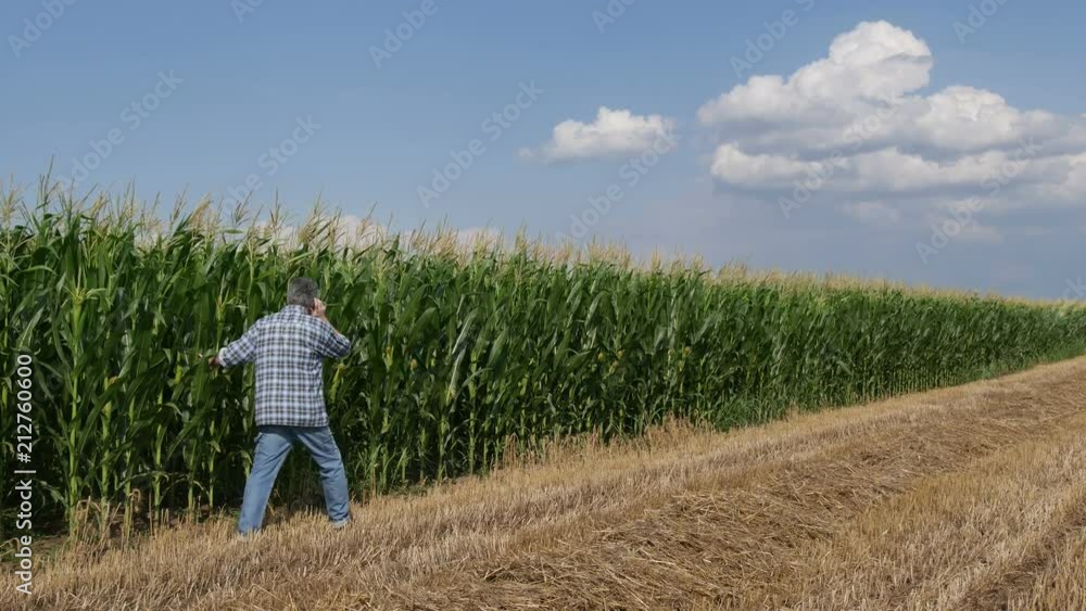 Farmer inspecting quality of corn and speaking with mobile phone, 4K footage Farmer inspecting quality of corn and speaking with mobile phone, 4K footage